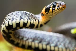 Man killed wife and daughter by using snake