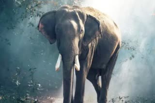 Panna Tiger Reserve dreaded elephant Ram Bahadur
