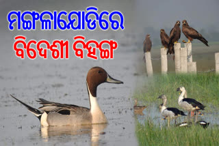 migratory birds in mangalajodi