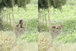 ನಿತ್ರಾಣ ಸ್ಥಿತಿಯಲ್ಲಿ ಹುಲಿ ಪತ್ತೆ