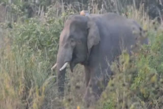 Suspicious death of male elephant in Lormi