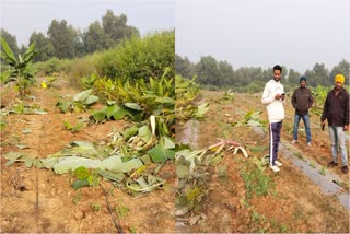 wild-elephants-destroyed-crops-in-bagodar-of-giridih