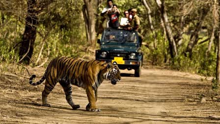 Tiger at Jim Corbett National Park