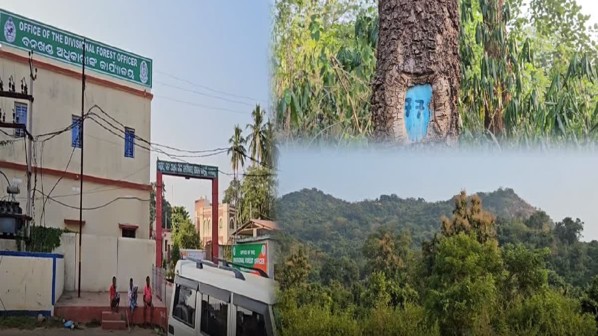 RED SANDALWOOD JUNGLE IN GAJAPATI