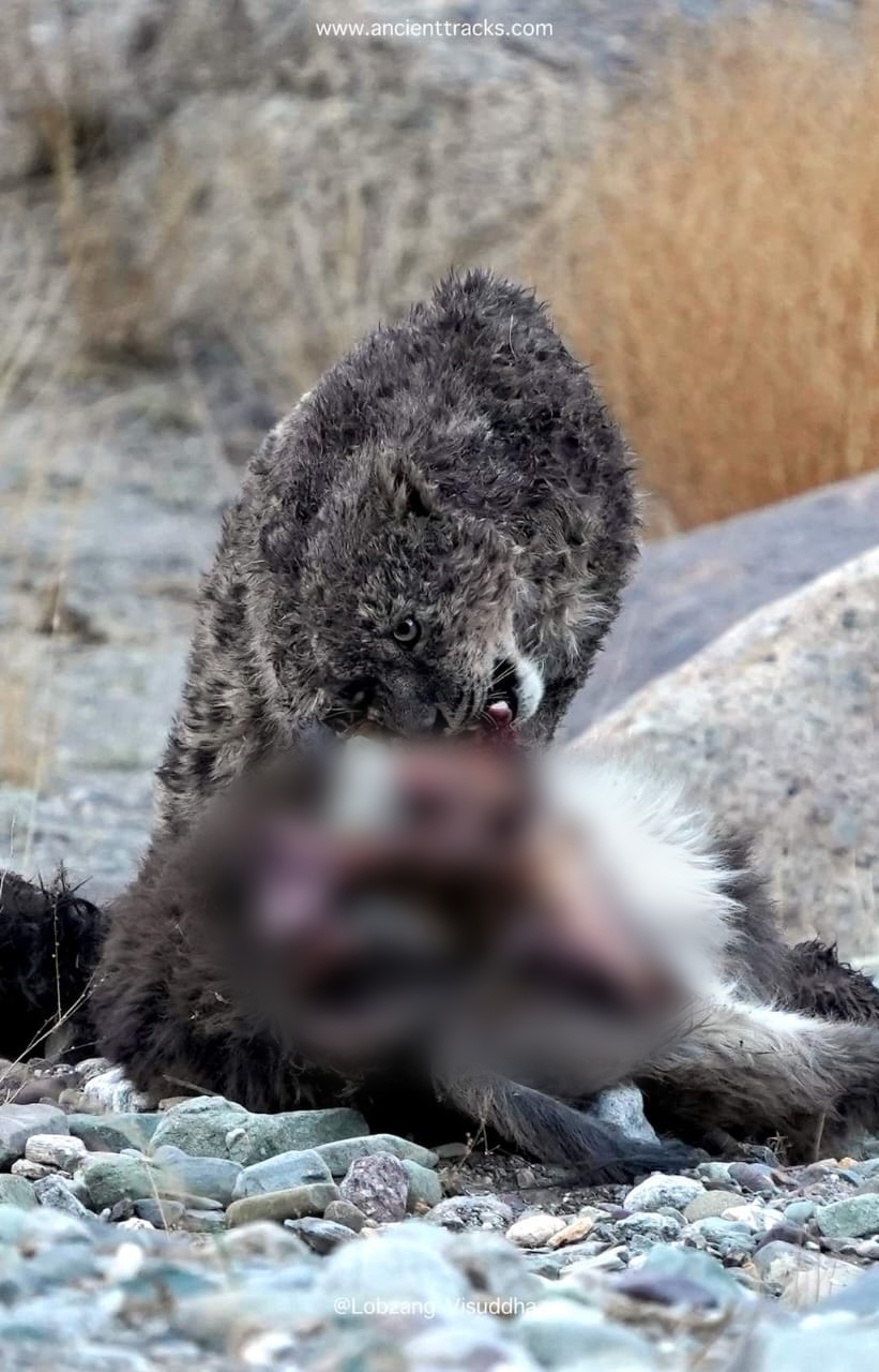 Snow Leopards of Ladakh