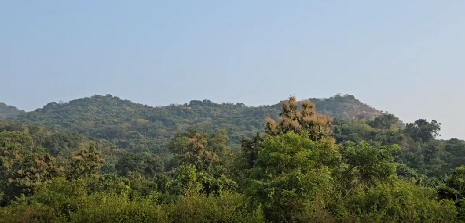 RED SANDALWOOD JUNGLE IN GAJAPATI