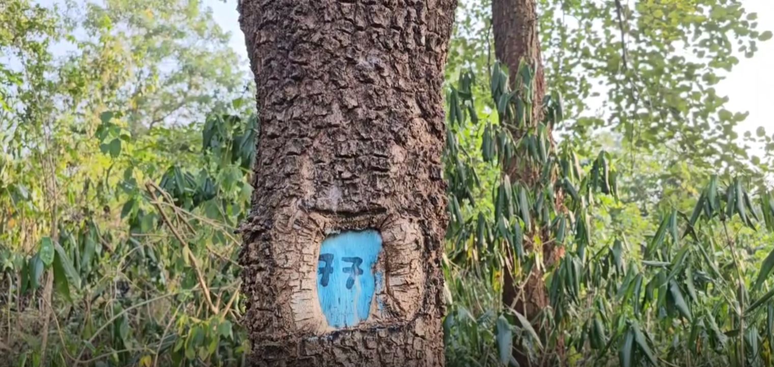 RED SANDALWOOD JUNGLE IN GAJAPATI