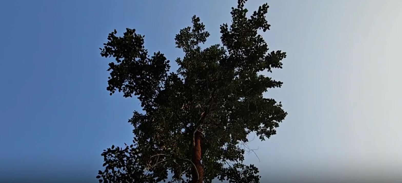 RED SANDALWOOD JUNGLE IN GAJAPATI