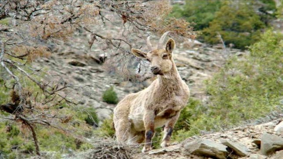 ग्रेट हिमालयन नेशनल पार्क