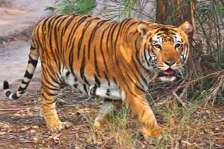 TIGER IN NIRMAL