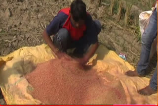 NPK fertilizer for good crop