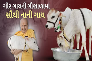 ગીર ગાયોની વચ્ચે પુંગનુર ગાયનું આગમન