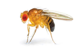 Fruit Flies Part Of Gaganyaan Mission To Understand Kidney Stone Formation That Affects Astronauts