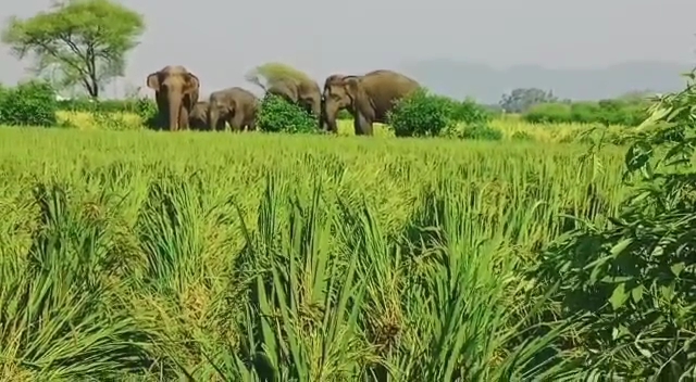 Elephants In Kawardha