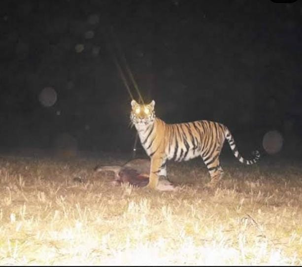 Tigress In kawardha