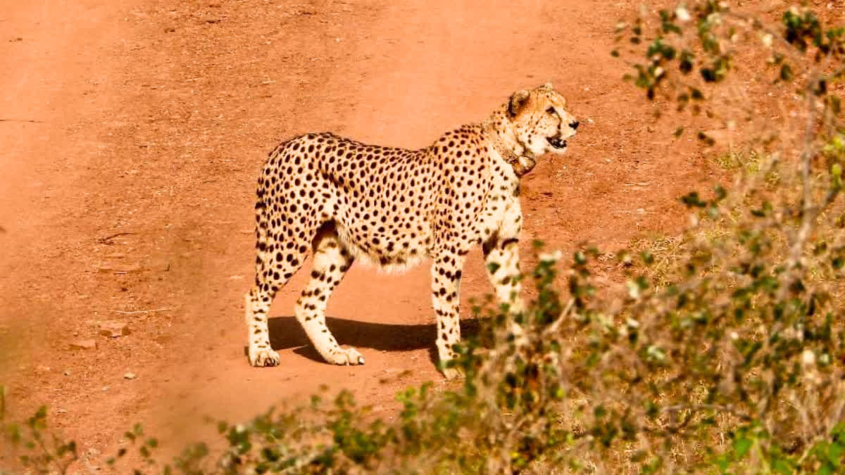 cheetah crossed boundary of kuno national park