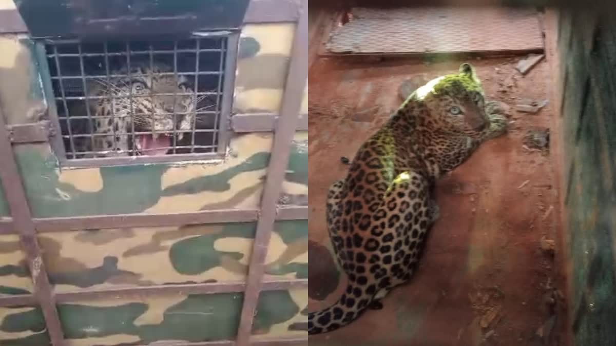 leopard fell into a cage near Madhuvanahalli