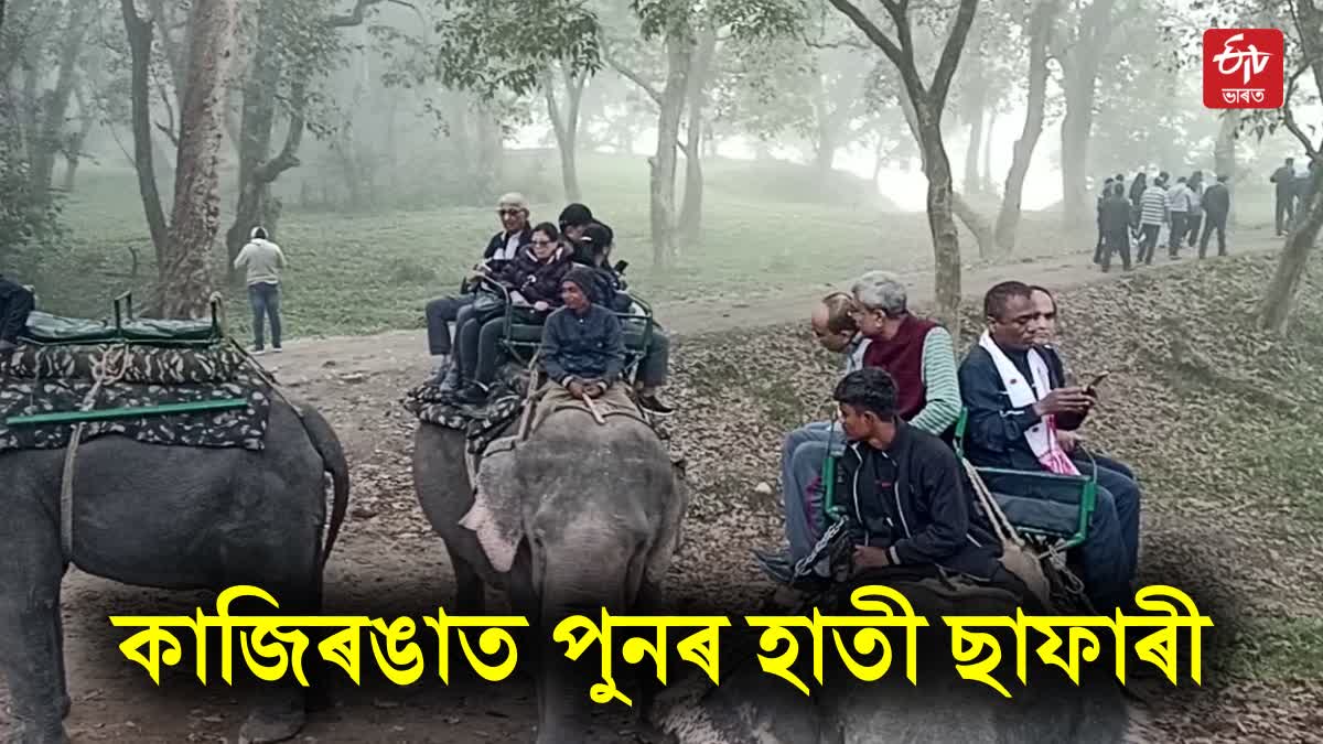 Kaziranga elephant Safari