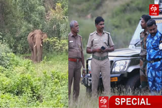 Increased Elephants Entering in Village