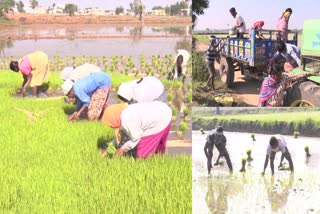 North Workers for Paddy Plantation in Telangana