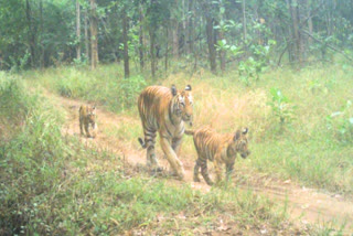 New cubs emerge in Pench Tiger Reserve