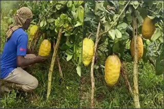 Big Size Lemon Cultivation In Karnataka