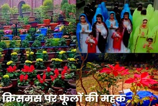 poinsettia flower demand increased on Christmas in Ranchi