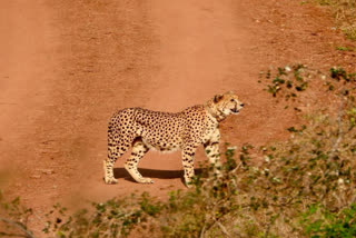 Male cheetah Agni off limits of Kuno National Park