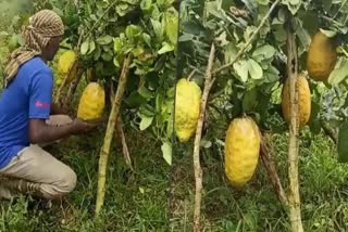 A farmer in Karnataka grew lemon weighing 5 kg