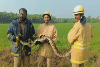 a 10 foot long python entered agricultural land in theni