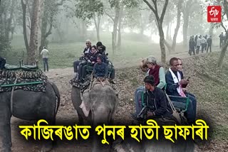 Kaziranga elephant Safari