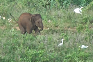a baby elephant played mischievous by chasing birds in bhavanisagar dam area