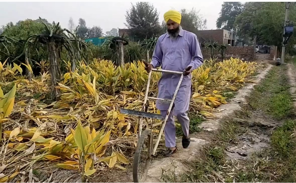 Organic Farming in Punjab