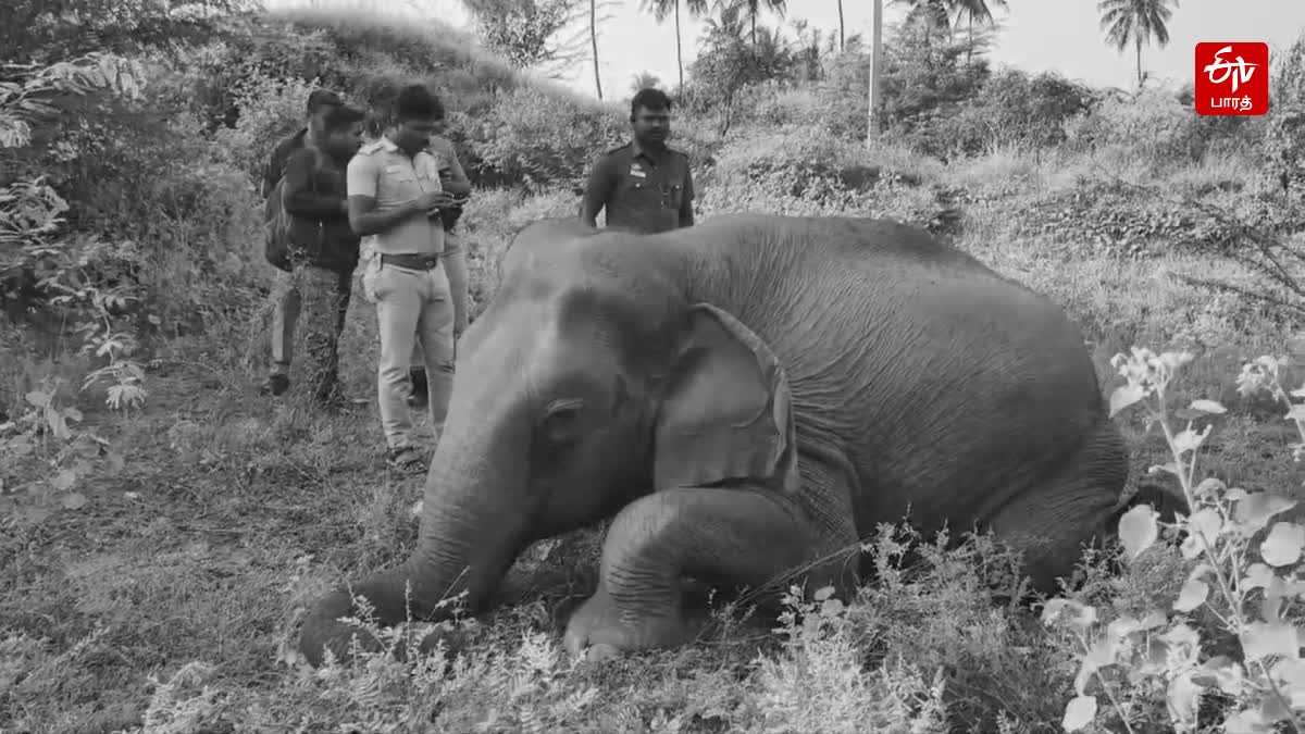 உயிரிழந்த பெண் காட்டுயானை