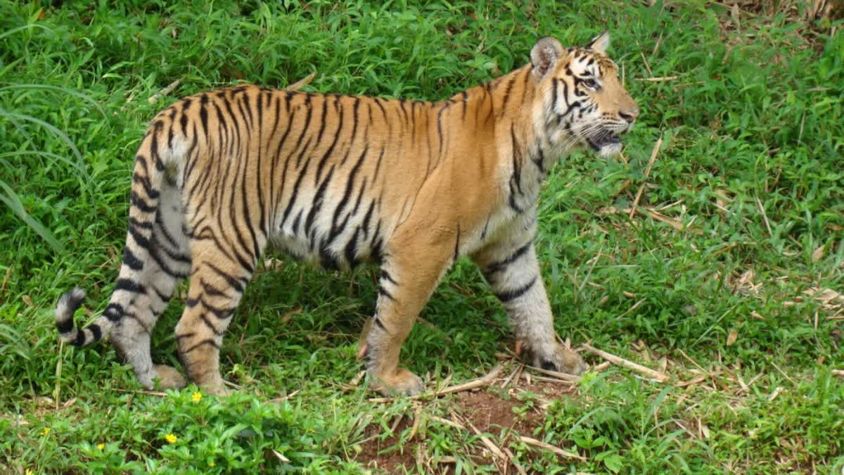 TIGRESS RANI GIVES BIRTH TWO CUBS