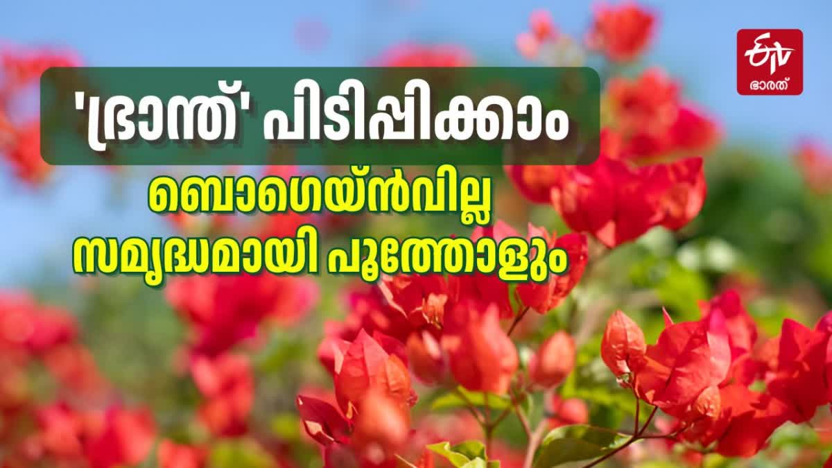 BOUGAINVILLEA GROWING TIPS  BOUGAINVILLEA FLOWERING FERTILIZER  ബൊഗെയ്‌ന്‍വില്ല പരിപാലനം  WHY BOUGAINVILLEA NOT BLOOMING