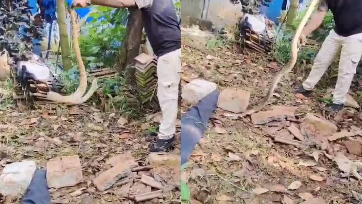 BIG COBRA FOUND IN THRISSUR  തൃശൂര്‍ മൂർഖൻ പാമ്പ്  തൃശൂര്‍ വീട്ടില്‍ പാമ്പ്  SNAKE CAUGHT