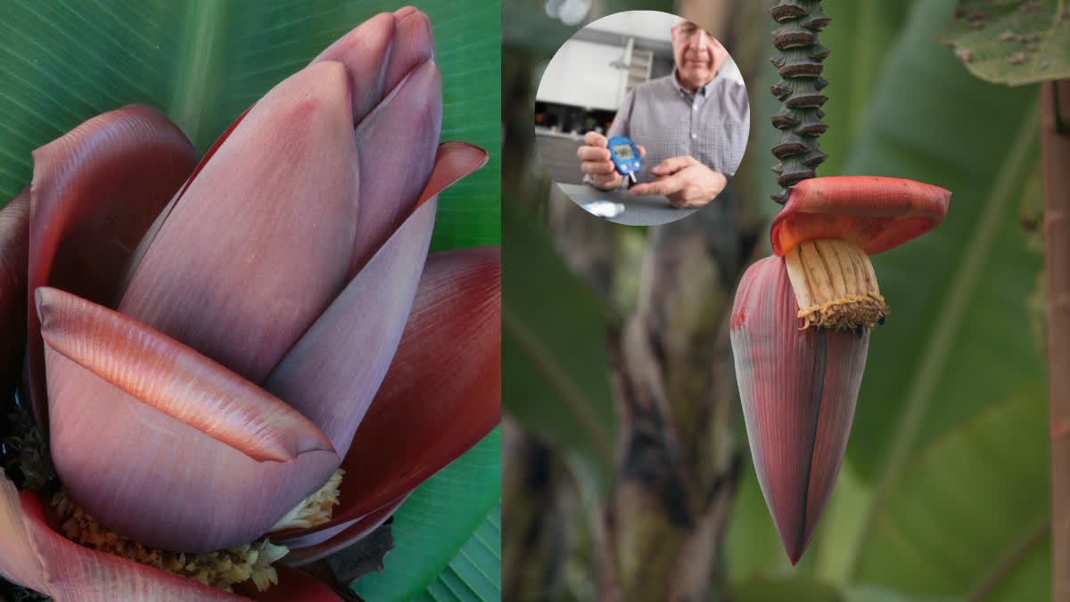 Banana flower is a great cure for diabetes