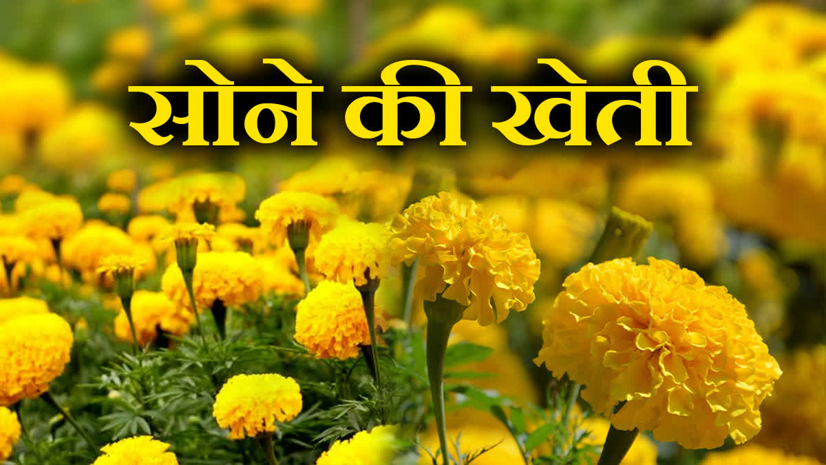 SHAHDOL MARIGOLD FLOWER CULTIVATION