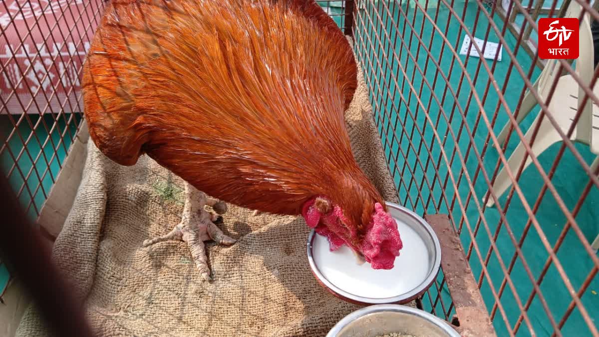 Cock Drinking Milk