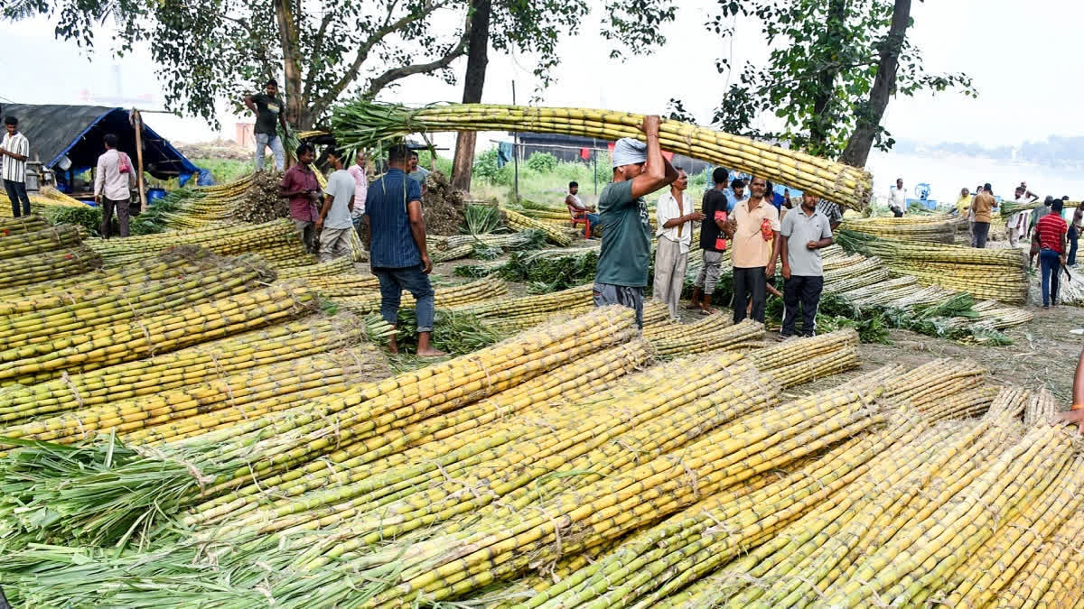 விற்பனைக்கு வைக்கப்பட்டுள்ள கரும்புகள்