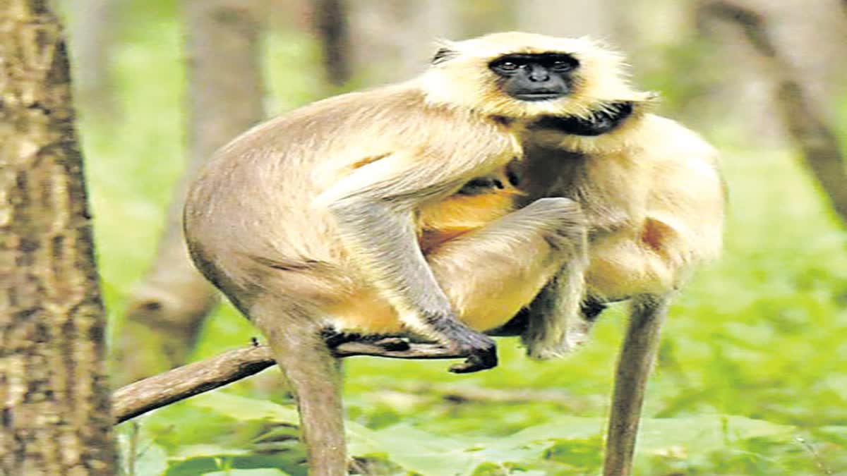 monkey_problems_in_karimnagar