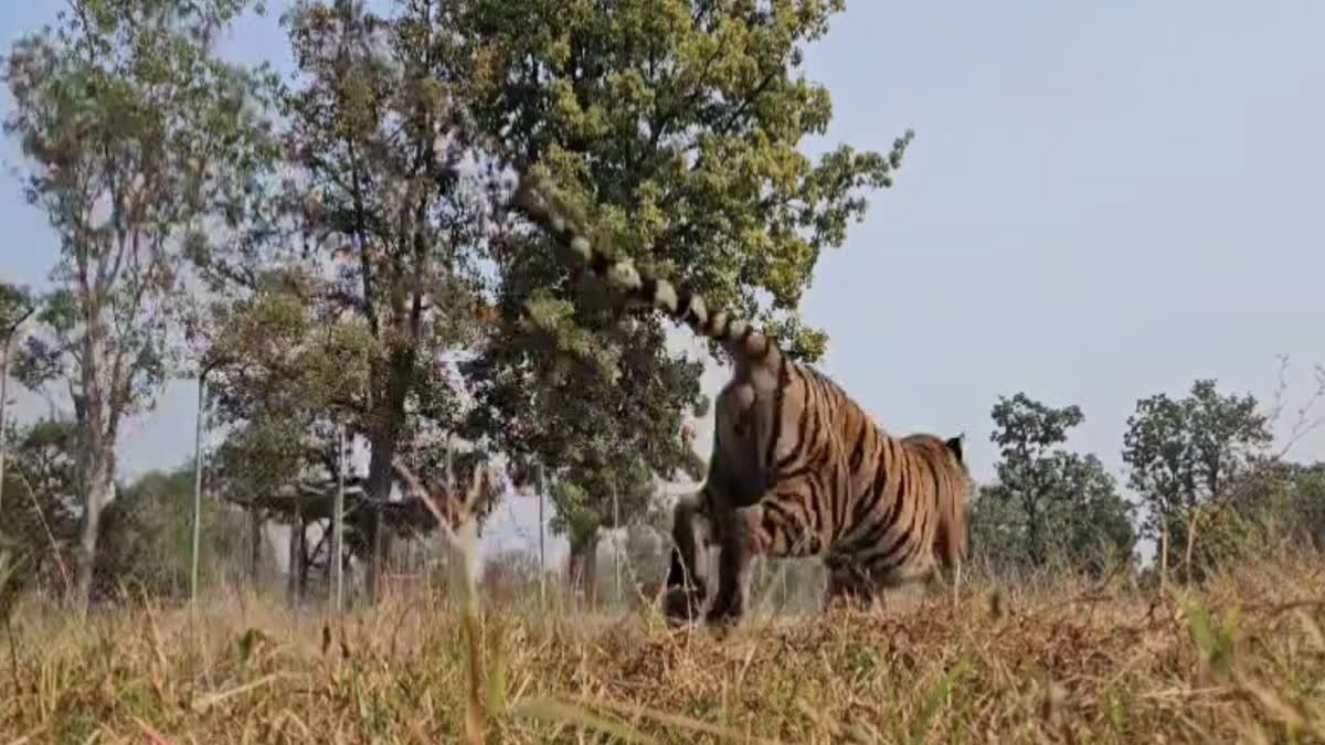 TIGER LEFT IN SATPURA TIGER RESERVE