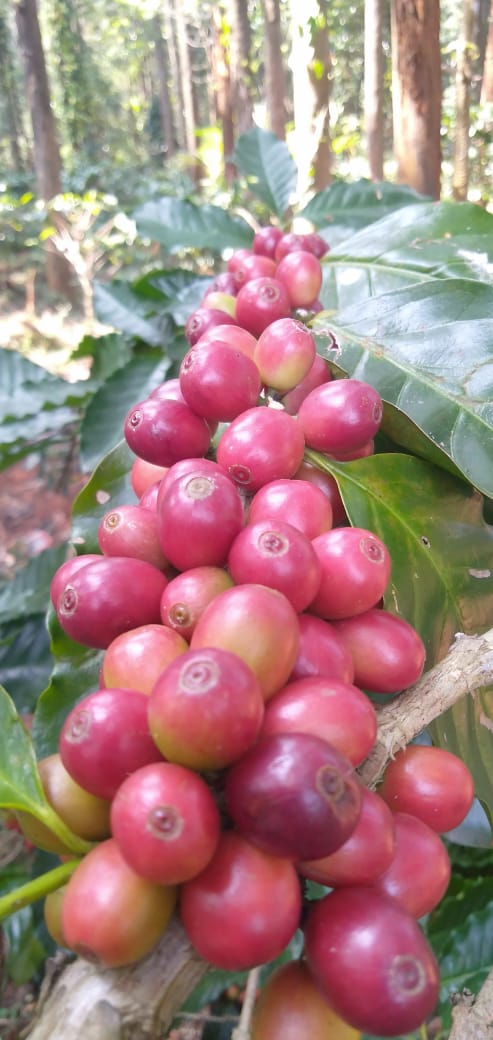 From Beans to Bliss Coffee Tourism Brews In Koraput