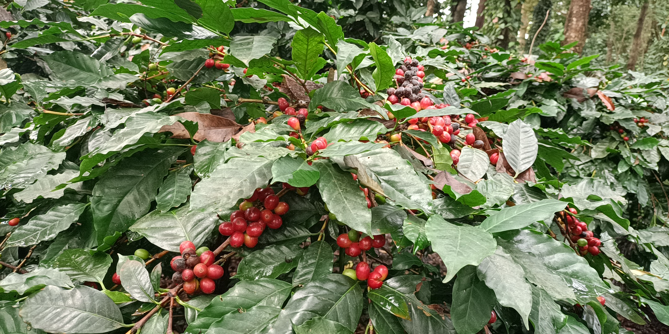 From Beans to Bliss Coffee Tourism Brews In Koraput