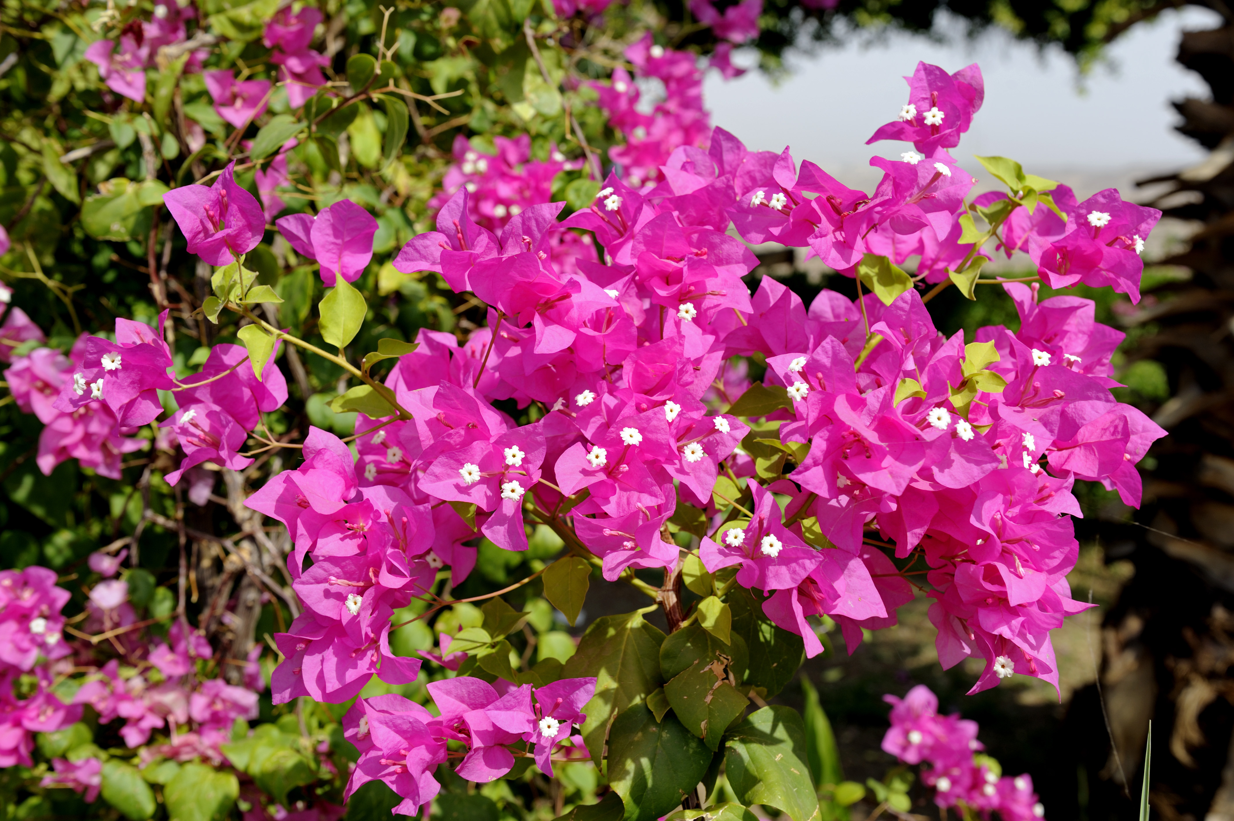 BOUGAINVILLEA GROWING TIPS  BOUGAINVILLEA FLOWERING FERTILIZER  ബൊഗെയ്‌ന്‍വില്ല പരിപാലനം  WHY BOUGAINVILLEA NOT BLOOMING