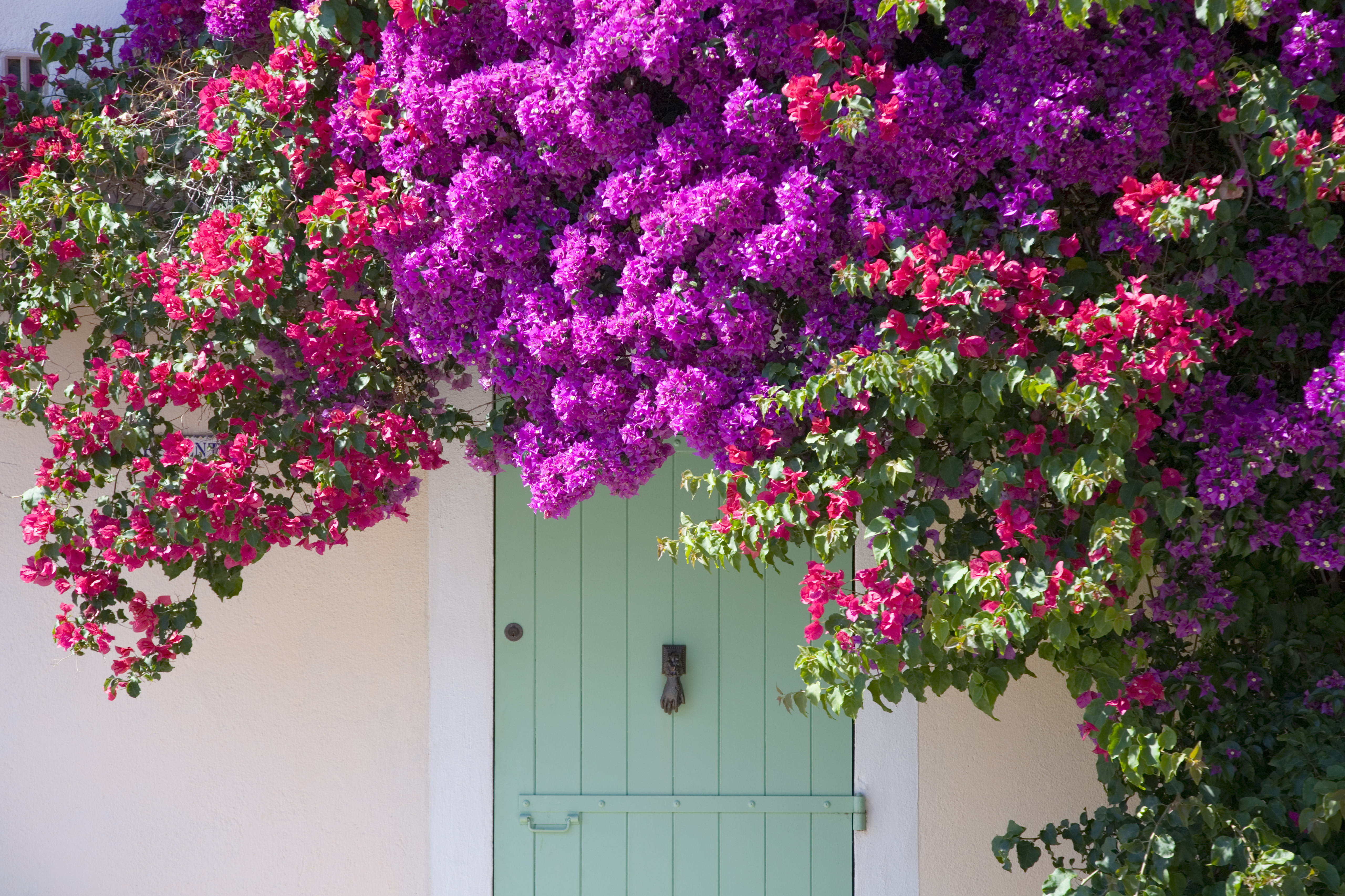 BOUGAINVILLEA GROWING TIPS  BOUGAINVILLEA FLOWERING FERTILIZER  ബൊഗെയ്‌ന്‍വില്ല പരിപാലനം  WHY BOUGAINVILLEA NOT BLOOMING