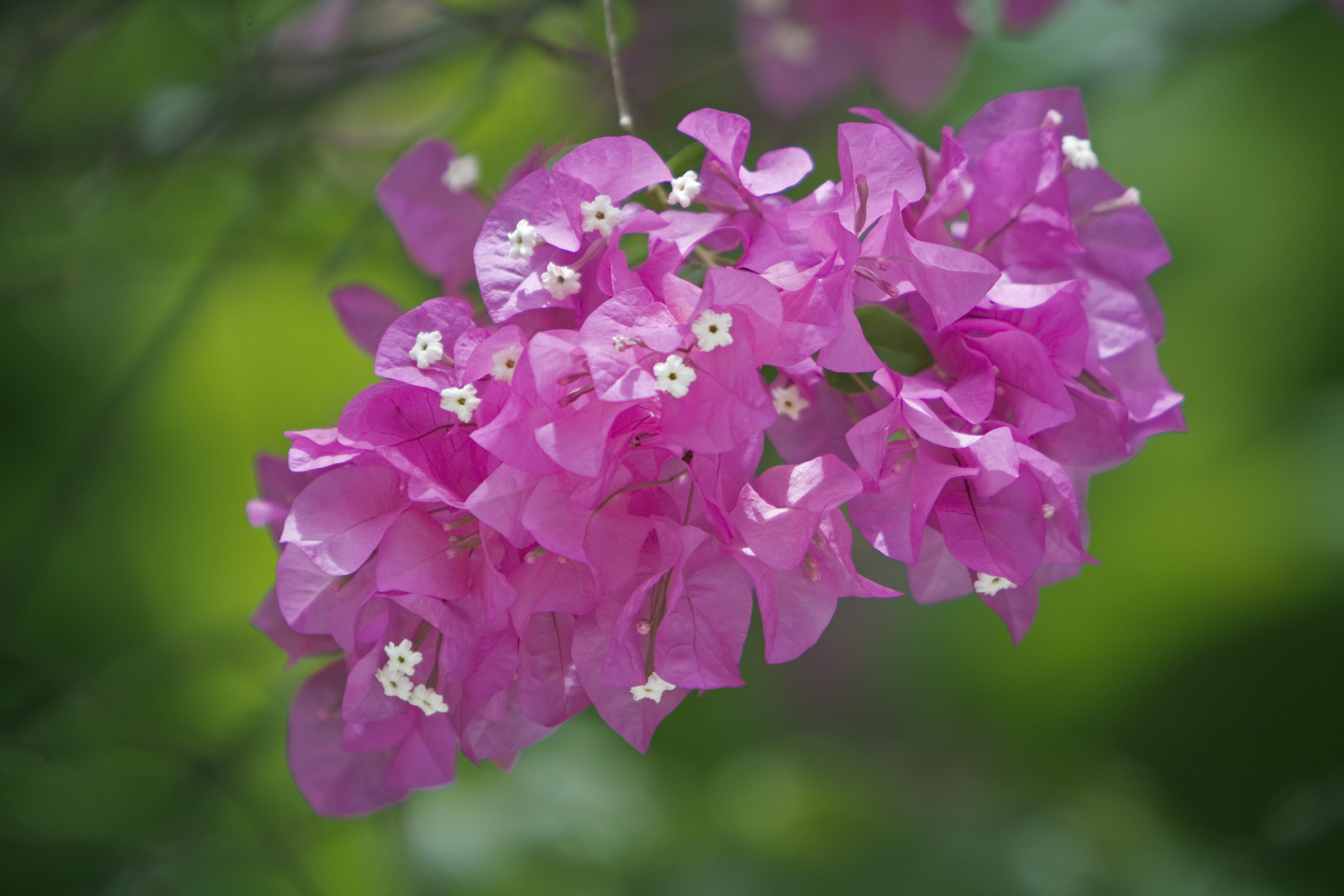 BOUGAINVILLEA GROWING TIPS  BOUGAINVILLEA FLOWERING FERTILIZER  ബൊഗെയ്‌ന്‍വില്ല പരിപാലനം  WHY BOUGAINVILLEA NOT BLOOMING