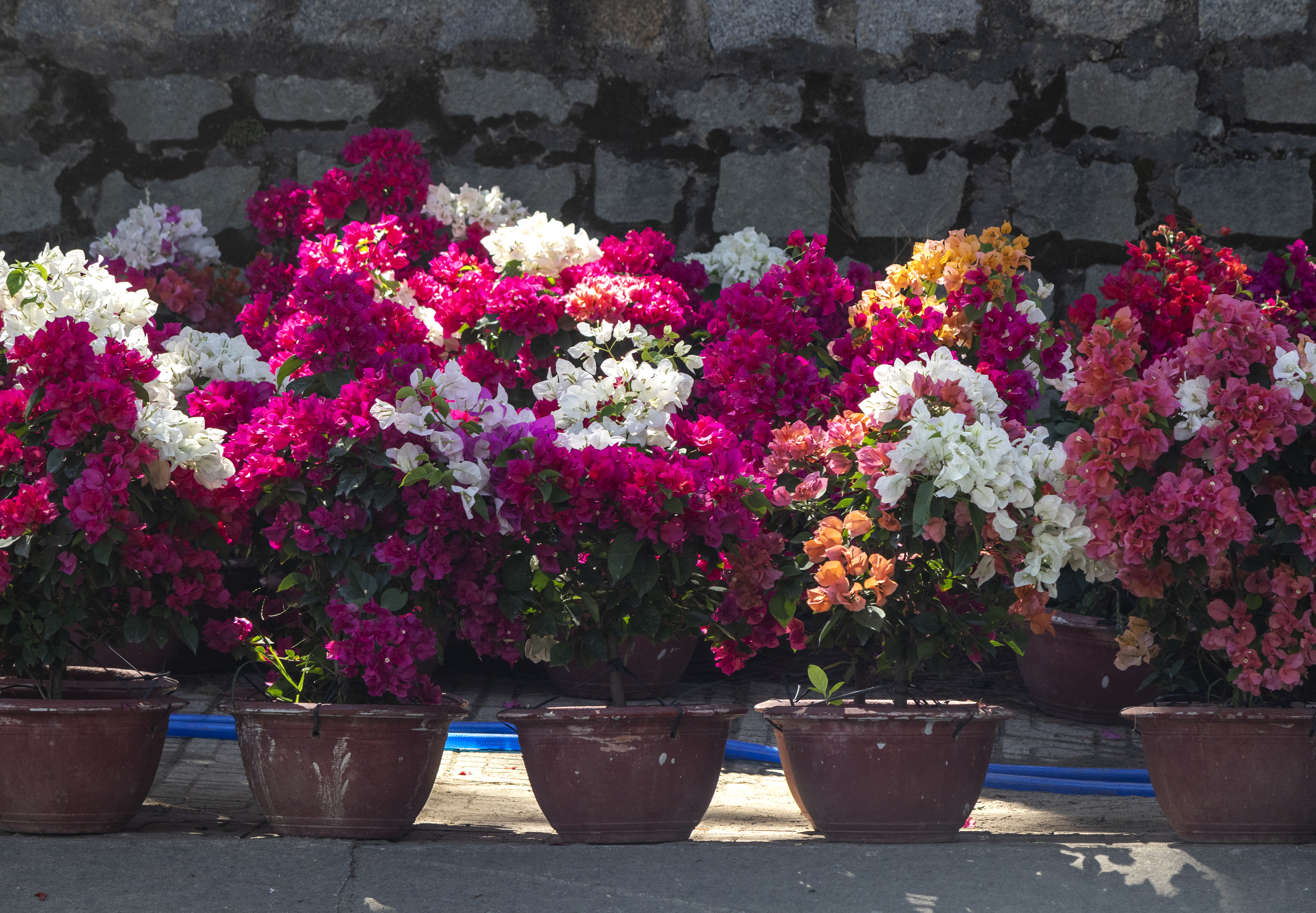 BOUGAINVILLEA GROWING TIPS  BOUGAINVILLEA FLOWERING FERTILIZER  ബൊഗെയ്‌ന്‍വില്ല പരിപാലനം  WHY BOUGAINVILLEA NOT BLOOMING