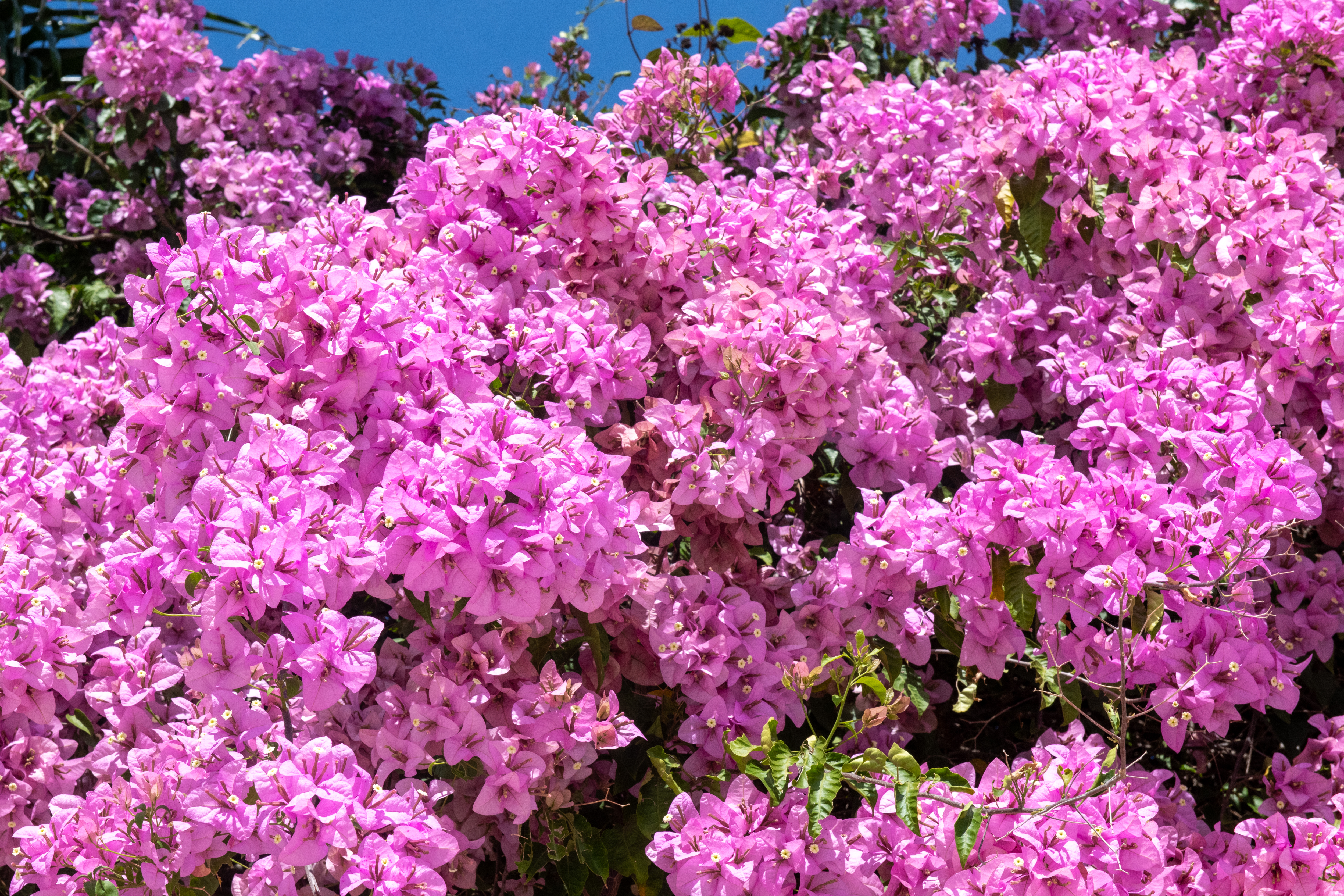 BOUGAINVILLEA GROWING TIPS  BOUGAINVILLEA FLOWERING FERTILIZER  ബൊഗെയ്‌ന്‍വില്ല പരിപാലനം  WHY BOUGAINVILLEA NOT BLOOMING